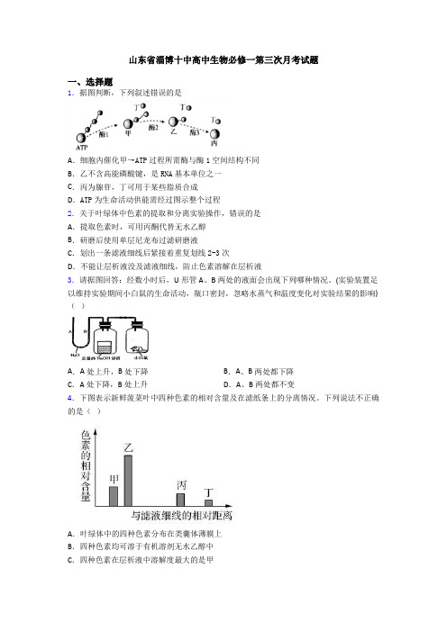 山东省淄博十中高中生物必修一第三次月考试题