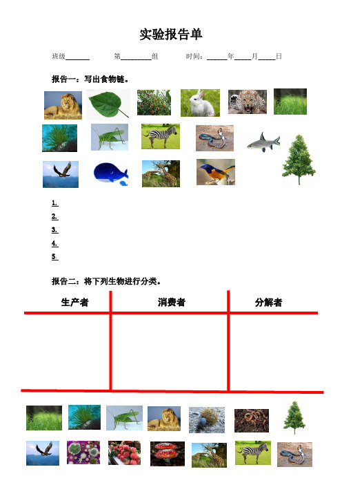 有趣的食物链---报告单