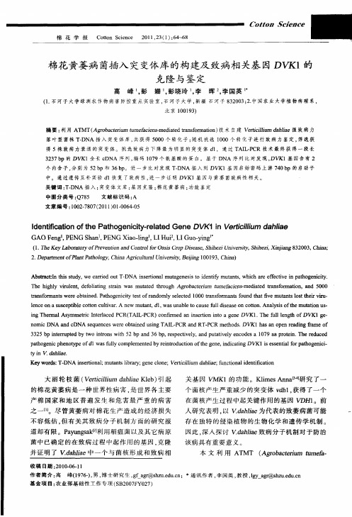 棉花黄萎病菌插入突变体库的构建及致病相关基因DVK1的克隆与鉴定