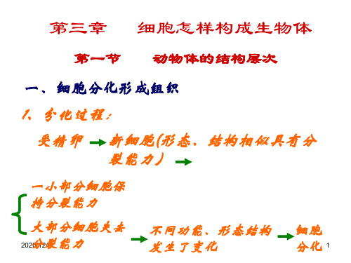 动物体的结构层次精品PPT教学课件