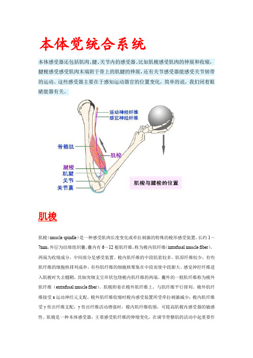 本体觉统合系统