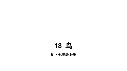 部编版七年级上册语文鸟课件PPT