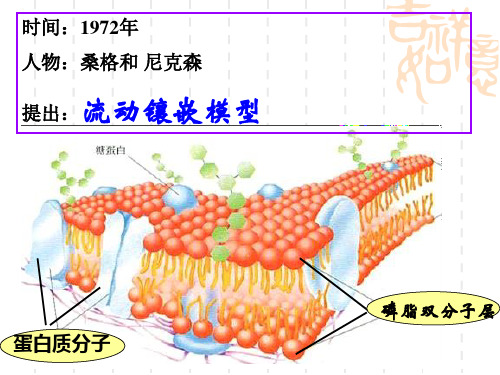 细胞膜的结构和功能