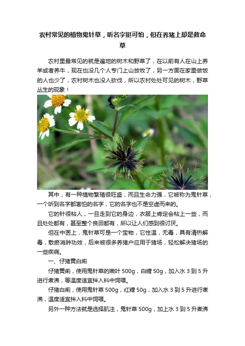 农村常见的植物鬼针草，听名字挺可怕，但在养猪上却是救命草