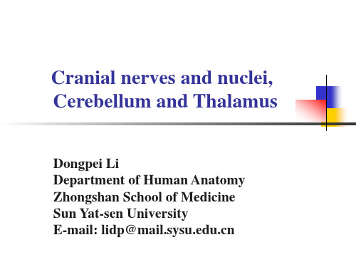脑神经,神经核团,小脑,丘脑cranial nerve,nuclei,cerebellum,thalamus(中山大学中山医学院)
