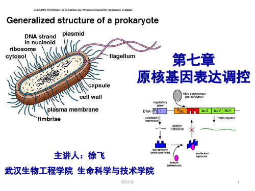 乳糖操纵子(精制医学)