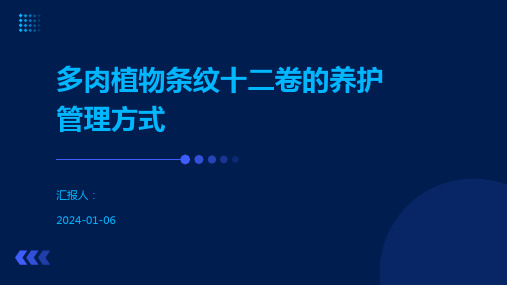 多肉植物条纹十二卷的养护管理方式