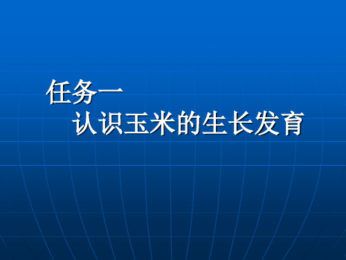 认识玉米的生长发育讲解