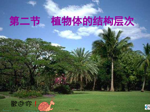 2-植物体的结构层次-公开课课件人教版