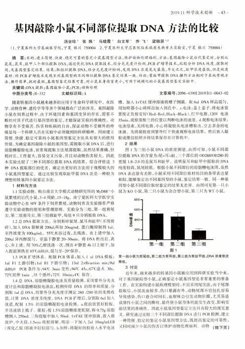 基因敲除小鼠不同部位提取DNA方法的比较