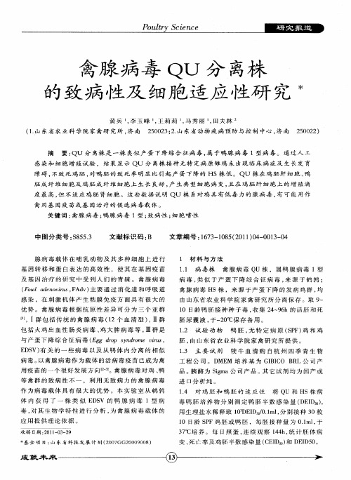 禽腺病毒QU分离株的致病性及细胞适应性研究