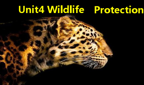 人教版高中英语 必修二 Unit4 《Wildlife  protection  ---Reading》 课件 (共24张PPT)