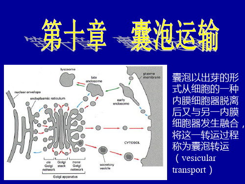 第十章 囊泡运输