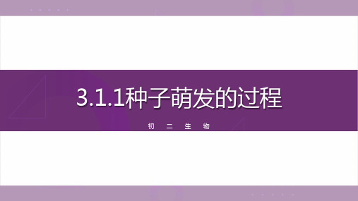 种子萌发的过程-【探究课堂】2023-2024学年八年级生物上册同步教学课件(冀少版)