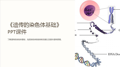 《遗传的染色体基础》课件