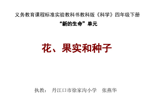 小学科学花、果实和种子