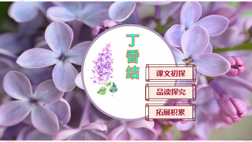 《丁香结》PPT课件(公开课)