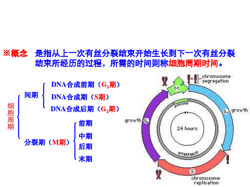 细胞周期概述