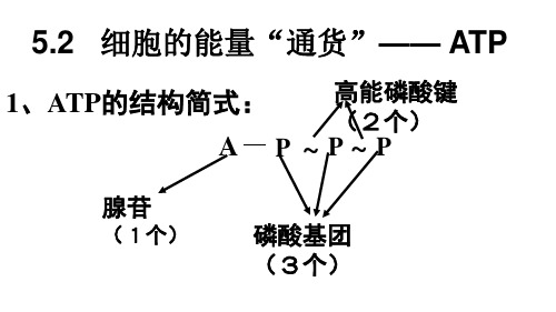 5.1-降低化学反应活化能的酶 课件(新人教版必修1)