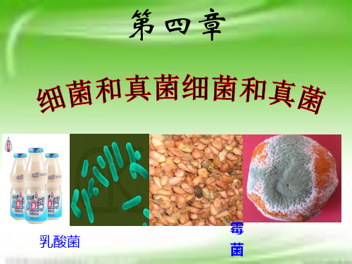 5.4.1 细菌和真菌的分布 人教版八年级上册生物课件(共26张PPT)