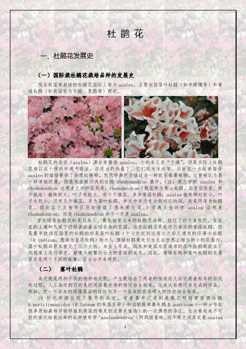 杜鹃花资料