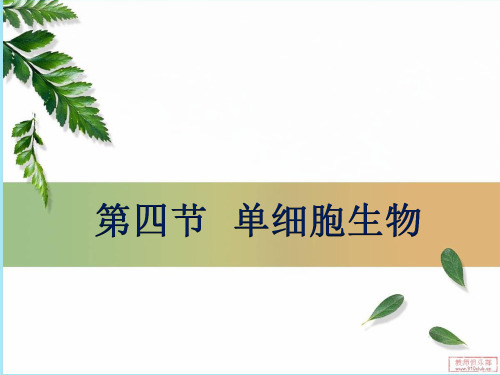 人教版七年级上册2.2.4 单细胞生物 课件(44张ppt)