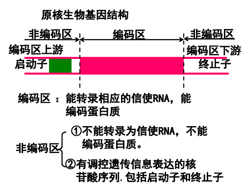 人教版高二生物选修三1.2基因工程的基本操作程序课件 (共44张PPT)