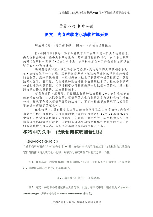 吃动物植物