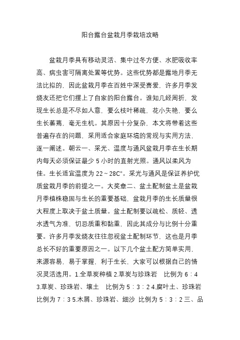 阳台露台盆栽月季栽培攻略