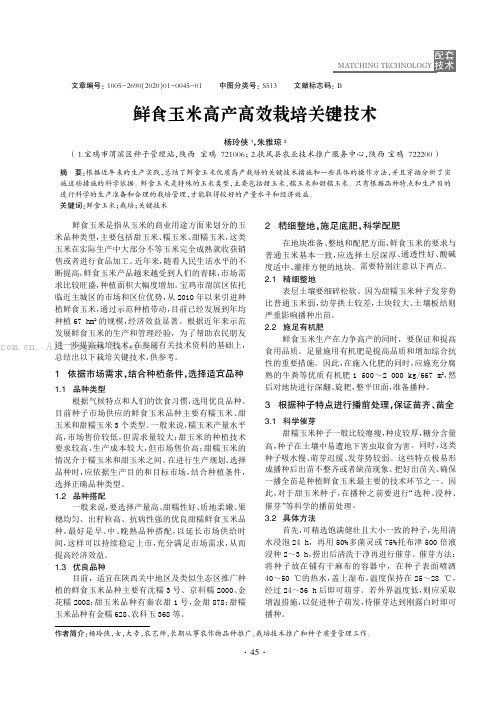 鲜食玉米高产高效栽培关键技术