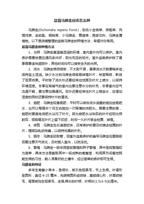 盆栽马蹄金应该怎么种