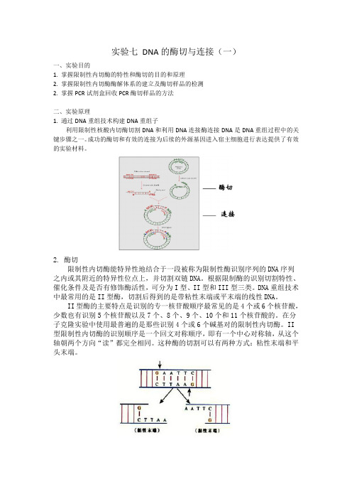 DNA的酶切与连接(一)