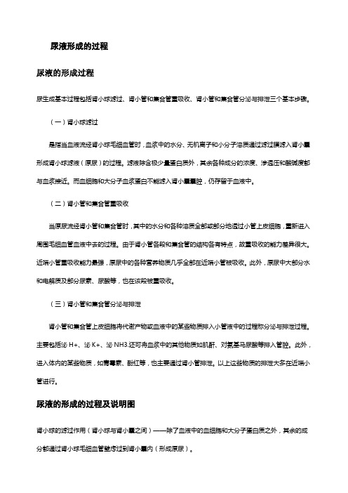 尿液形成的过程资料