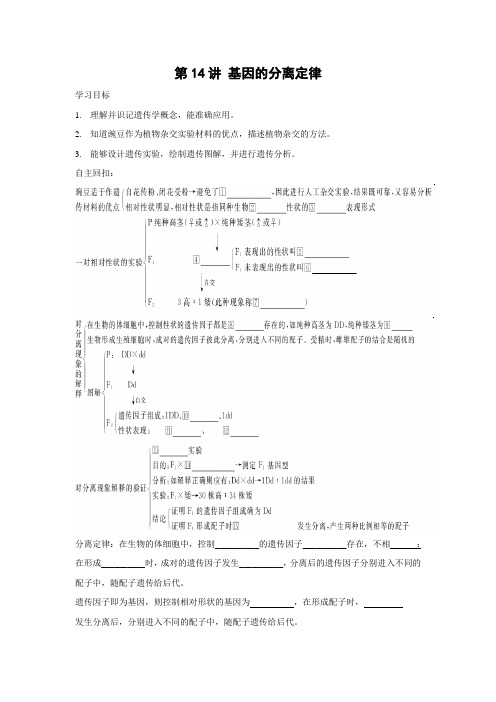 学案5：第14讲 基因的分离定律