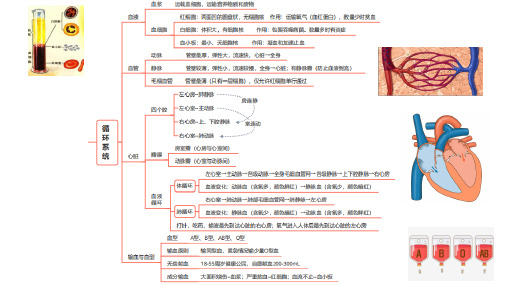 【生物】人体内废物的排出课件 2023-2024学年人教版生物七年级下册