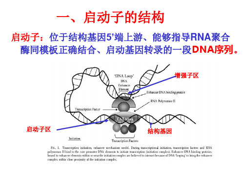 植物基因表达的启动子