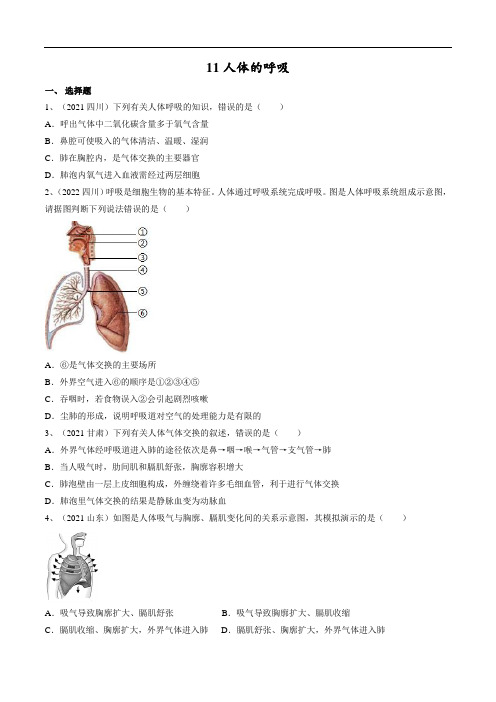 中考生物复习--专题11 人体的呼吸(原卷版+解析版)