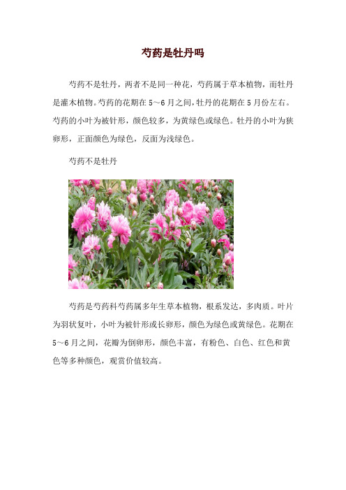 芍药是牡丹吗