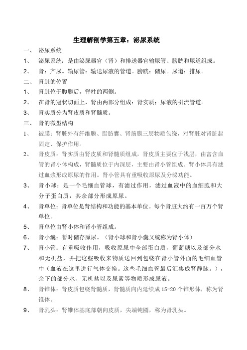 生理解剖学泌尿系统基础理论(5)