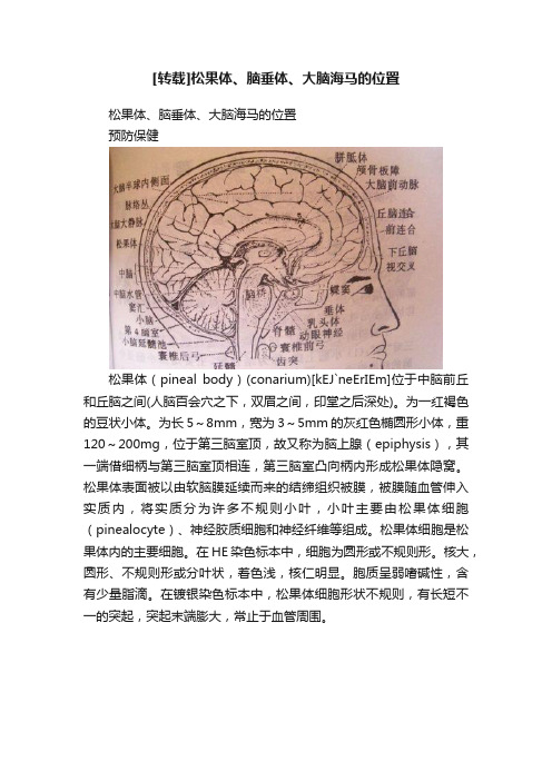 [转载]松果体、脑垂体、大脑海马的位置