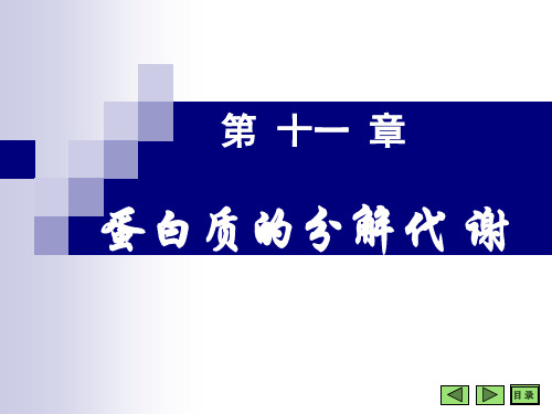 生物化学-蛋白质的分解代谢