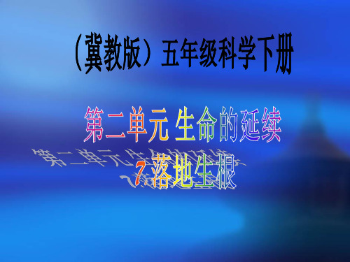 五年级下科学优秀课件-7落地生根 ｜冀教版  (25页PPT)