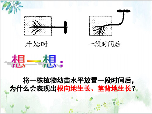 人教版高中生物必修3课件-生长素的生理作用(24张)-PPT优秀课件