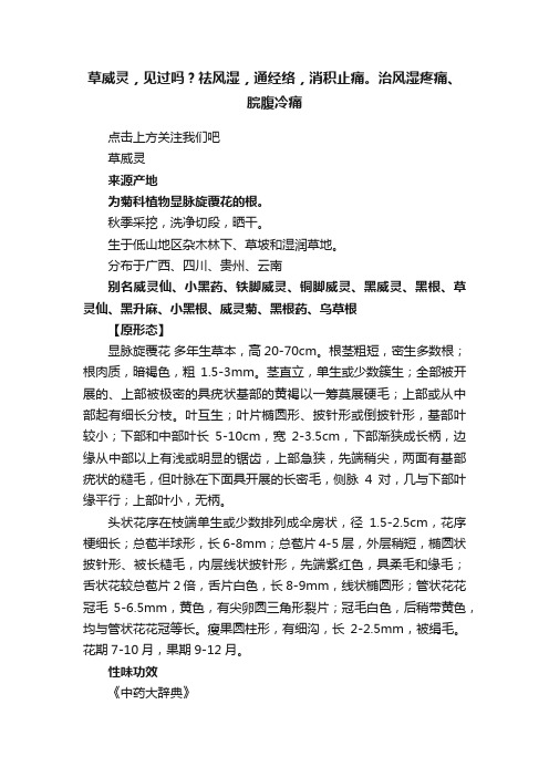 草威灵，见过吗？祛风湿，通经络，消积止痛。治风湿疼痛、脘腹冷痛