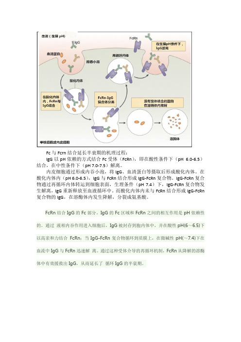 Fc与Fcrn结合延长半衰期的机理过程