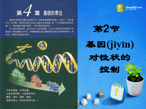 高中生物 第四章 第2节 基因对性状的控制课件 新人教版必修2