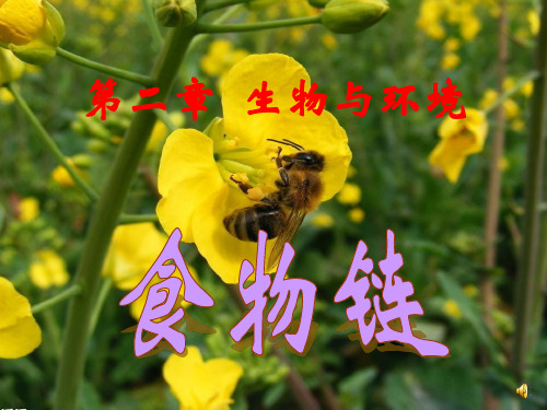 《食物链》课件