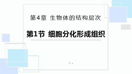 《细胞分化形成组织》PPT优质课件