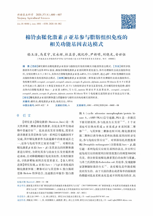 棉铃虫鞣化激素β亚基参与脂肪组织免疫的相关功能基因表达模式