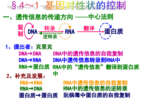 4.2基因对性状的控制